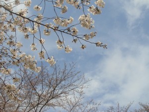 桜の写真