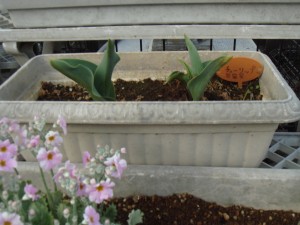 チューリップの写真