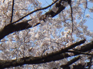 桜の写真