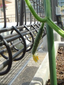 キュウリの写真