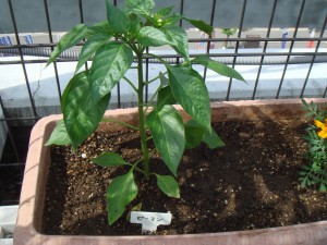 ビーマンの苗の写真