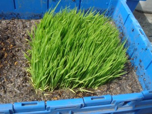 稲を土になじませる準備の写真