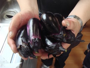 収穫したナスの写真