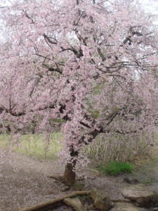 桜の木の写真