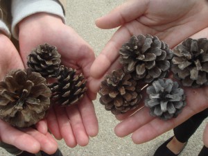 松ぼっくりの写真