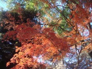 紅葉の写真