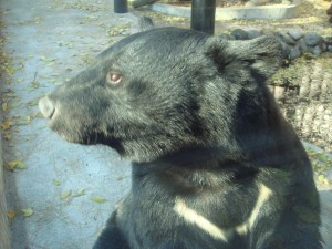 ツキノワグマの写真