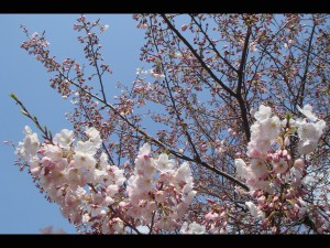 桜の写真