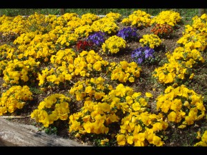 パンジーの写真