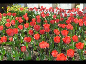 チューリップの写真