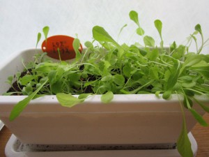 レタスミックス