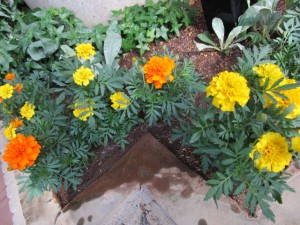 黄色とオレンジのマリーゴールドの写真