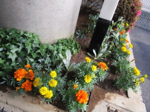 玄関の花壇に植え替えた写真