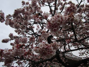 桜の写真
