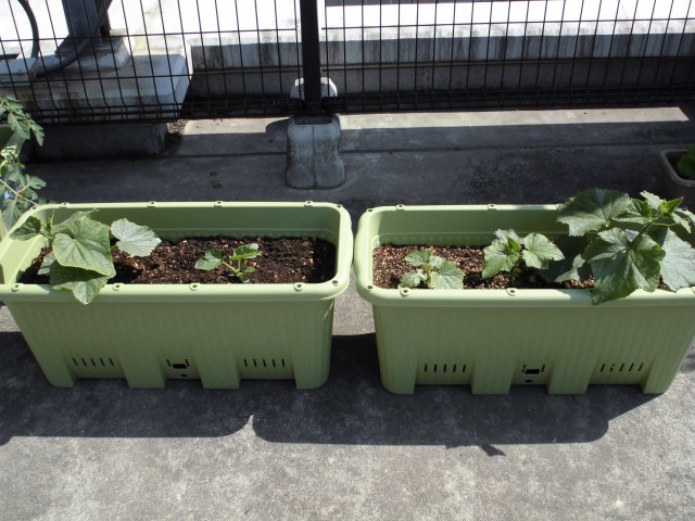 屋上プランター菜園 草加すずのきクリニックスタッフブログ